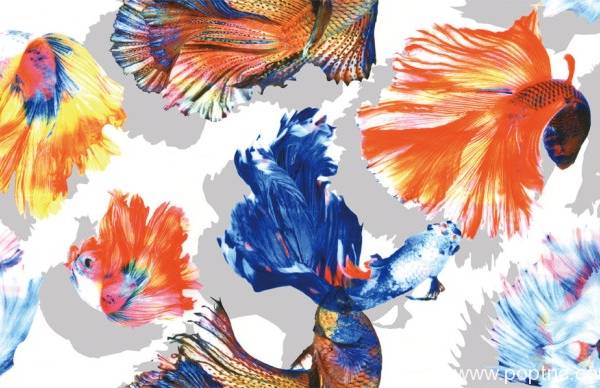 数码印花金鱼可拼接回位图
