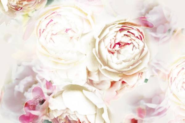 含羞待放的牡丹花矢量图