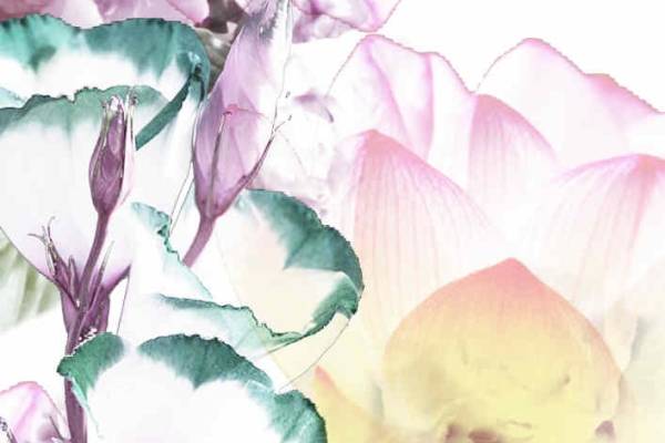 荷花植物花卉数码印花矢量图