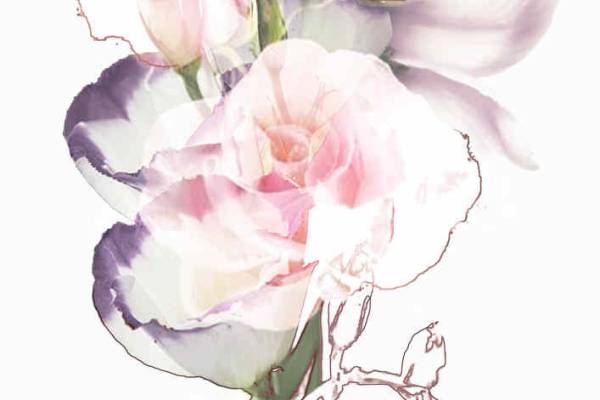 粉色洁白玫瑰花矢量图