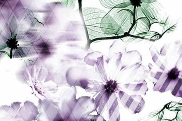 紫色菊花矢量图PSD源文件