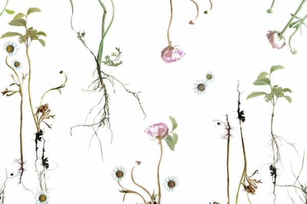 植物花卉矢量图数码印花源文件