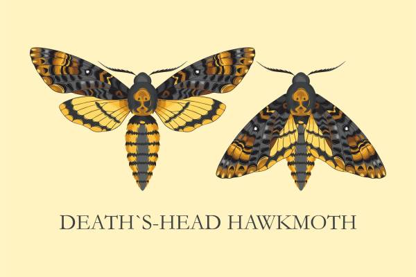 蝴蝶字母矢量图服装裁片烫图印花花型