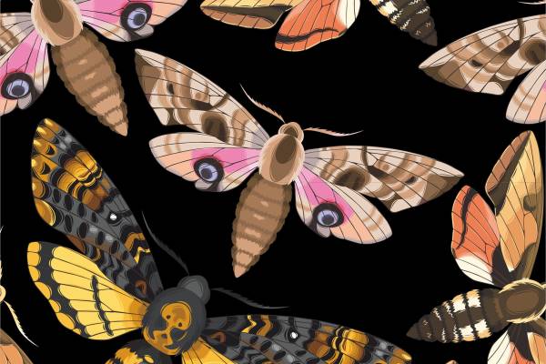 多彩昆虫蝴蝶矢量图服装面料数码印花花型
