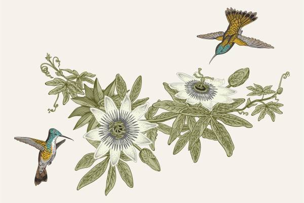 鸟类蜂鸟植物花朵矢量图服装裁片T恤烫图印花花型素材