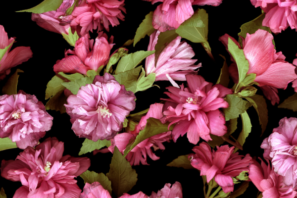 植物杜鹃花印花图案服装纺织面料数码印花花型素材