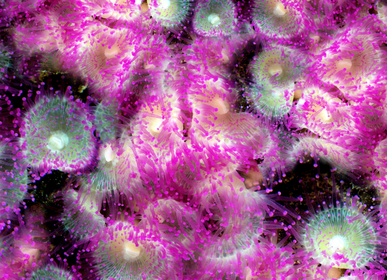 霓虹水母印花图案服装纺织面料数码印花花型素材