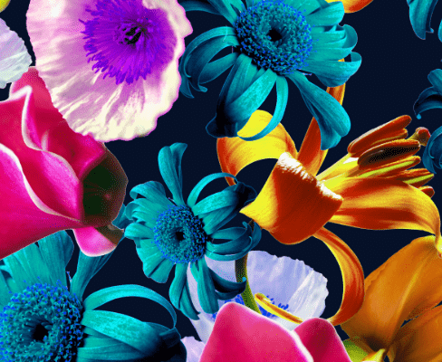 植物花朵邹菊印花图案服装纺织面料数码印花素材