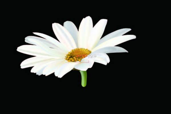 潮牌小邹菊印花图案服装裁片T恤卫衣烫图印花花型素材