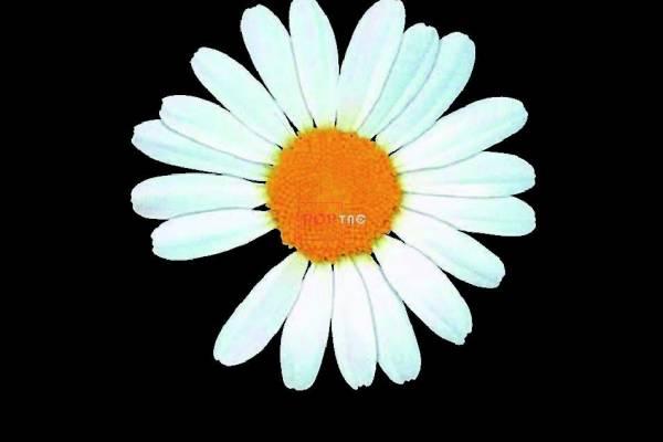 潮牌小邹菊字母印花图案服装裁片T恤卫衣烫图印花花型素材