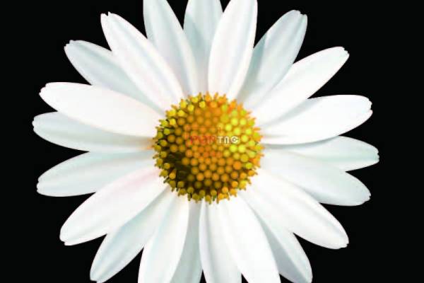 潮牌小邹菊印花图案服装裁片T恤卫衣烫图印花花型素材