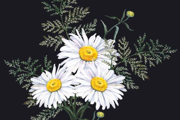 植物小邹菊印花图案服装裁片T恤卫衣烫图印花花型素材