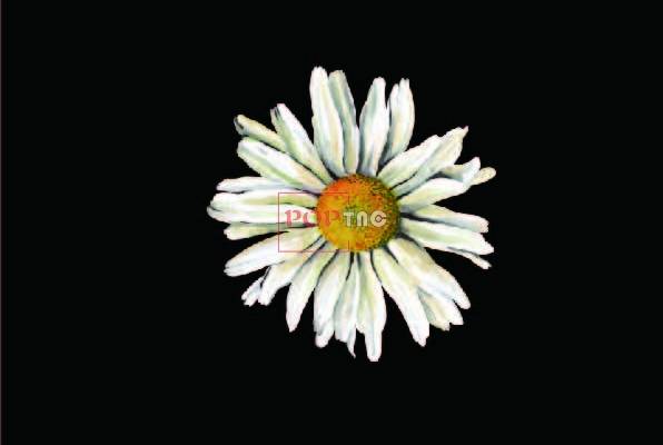 植物小雏菊印花图案服装裁片T恤卫衣烫图印花花型素材