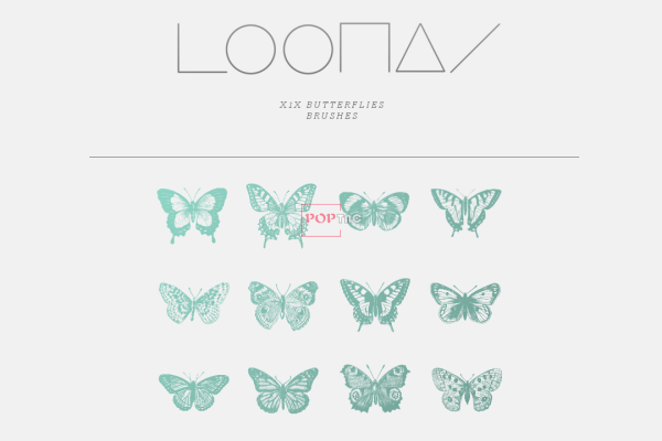 精美蝴蝶昆虫标本PS笔刷素材