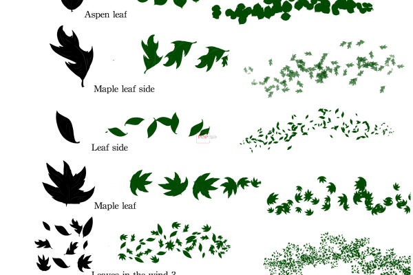 8种树叶、叶子形状PS笔刷素材（PNG图片格式）