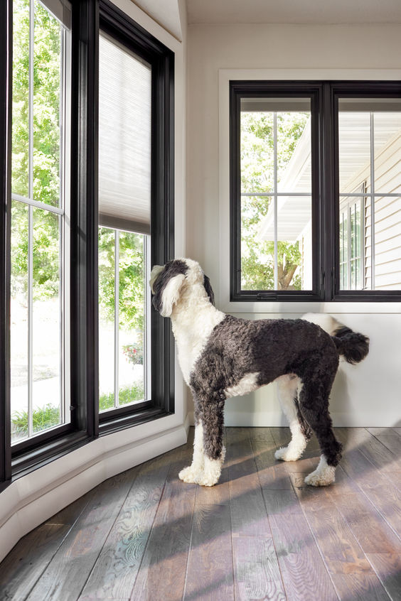 Spruce up your home for this year with integrated blinds and shades. They’re protected from tiny hands and huge paws. Explore cordless window and door shades.