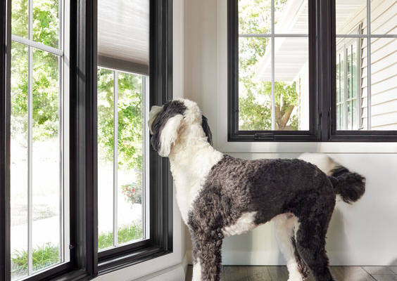 Spruce up your home for this year with integrated blinds and shades. They're protected from tiny hands and huge paws. Explore cordless window and door shades.