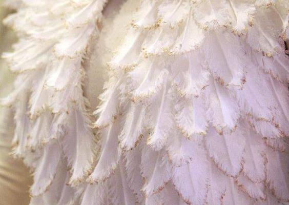 Feather — Designer: Mak Tumang  |  The Official Website  |  Bridal / Wedding
