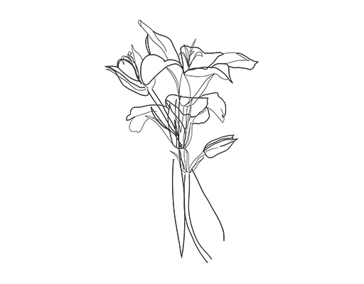 手绘花朵图案简笔花朵百合花朵女装印花素材花朵线条