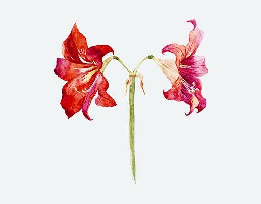 两朵喇叭花百合花红色矢量花朵花卉矢量