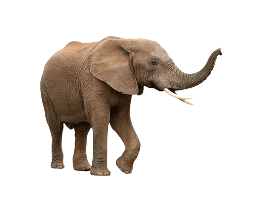 卡通大象照片男装印花素材大象图案动物印花素材