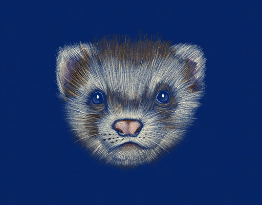 卡通小熊头像手绘小熊头像小碗熊图案可爱卡通动物T恤印花图案