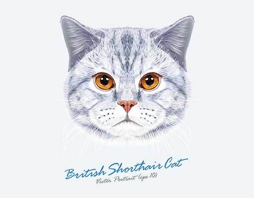 卡通猫咪头像矢量卡通动物矢量猫头矢量白色猫咪矢量