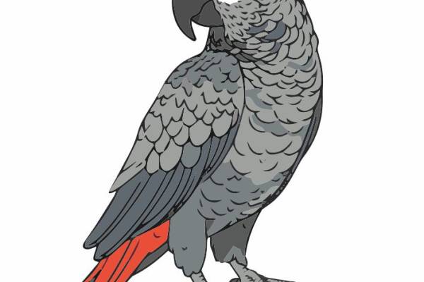 鹦鹉-73254
