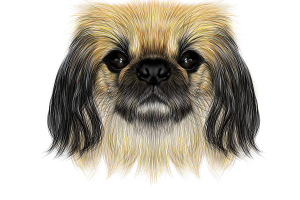 时尚狗狗图案服装印花设计,打造个性化宠物风格