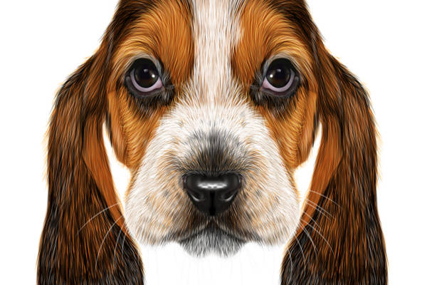 时尚服装裁片印花设计:可爱巴吉度猎犬图案