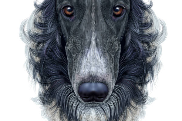 时尚个性服装裁片印花：经典黑白灰狗图案设计