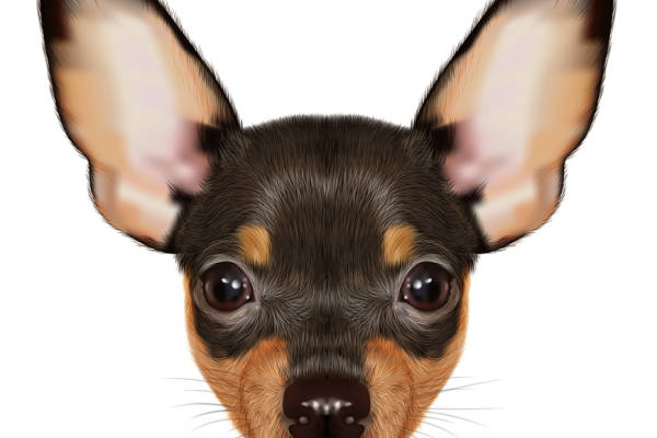 时尚创意服装裁片印花设计：可爱动物图案