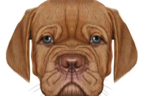 可爱棕色狗狗图案服装裁片印花设计