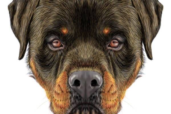 时尚狗狗图案服装裁片印花设计