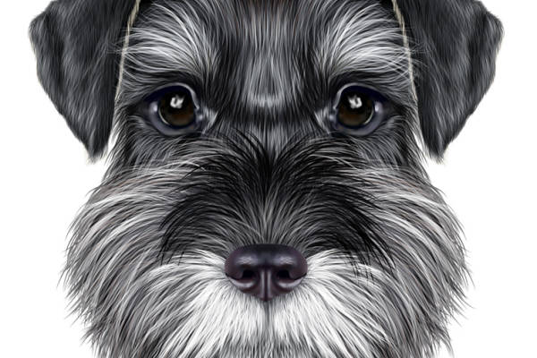 时尚宠物狗图案服装印花设计