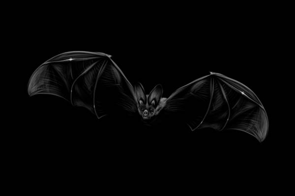 时尚黑蝙蝠裁片印花服装 打造个性潮流服饰