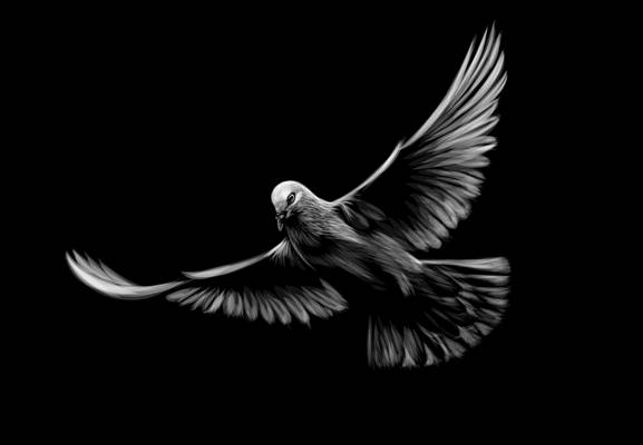 黑白鸽子裁片印花服装设计，展现自由飞翔的优雅