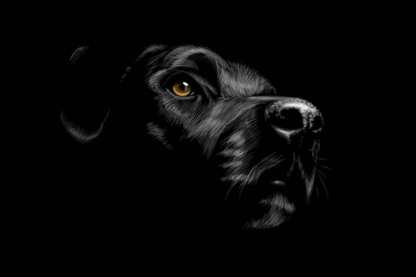 时尚黑色狗头裁片印花服装 独特设计引领潮流