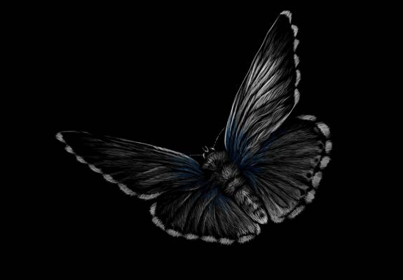 时尚潮流黑底蓝边蝴蝶裁片印花服装