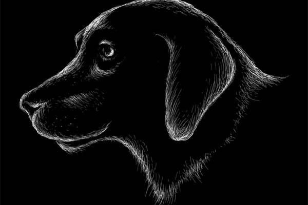 时尚黑色拉布拉多犬裁片印花服装印花设计