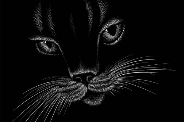 时尚黑猫裁片印花服装，独特设计引领潮流