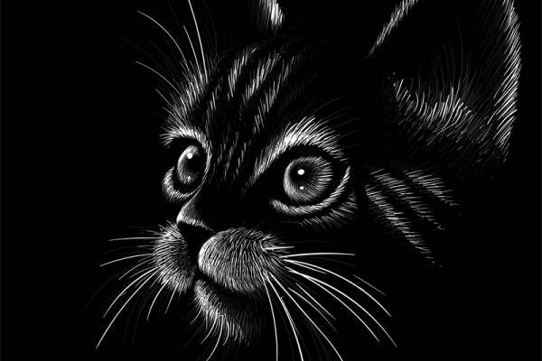 时尚猫咪裁片印花服装 打造个性潮流服装印花设计