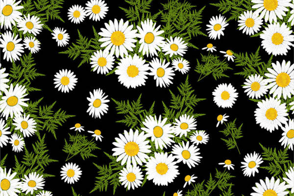 时尚黑色背景上的白色雏菊服装印花面料