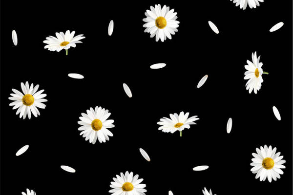 时尚黑白雏菊服装印花面料设计