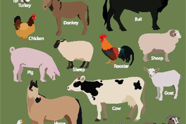 创意农场动物裁片印花服装印花设计