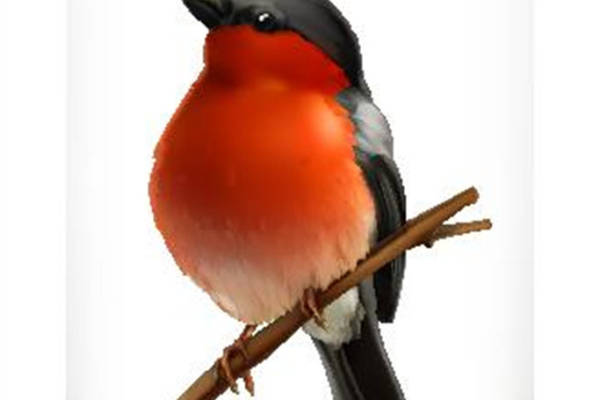 时尚自然风裁片印花服装: 红胸鸟图案印花设计