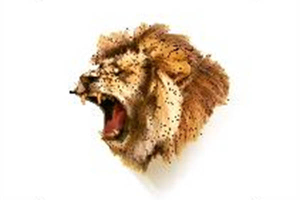 霸气狮子头裁片印花服装 时尚街头风服装印花设计