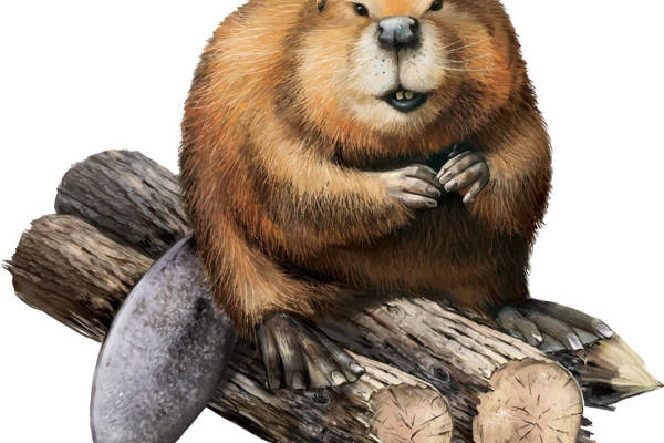 自然风格水獭裁片印花服装印花设计