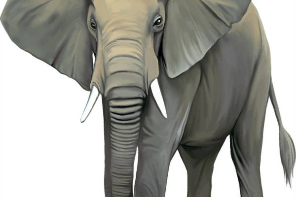 大象主题裁片印花服装印花设计，适合儿童和成人