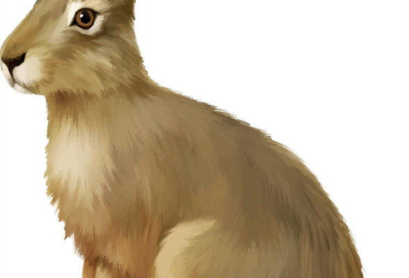 可爱兔子裁片印花服装,打造时尚自然风格